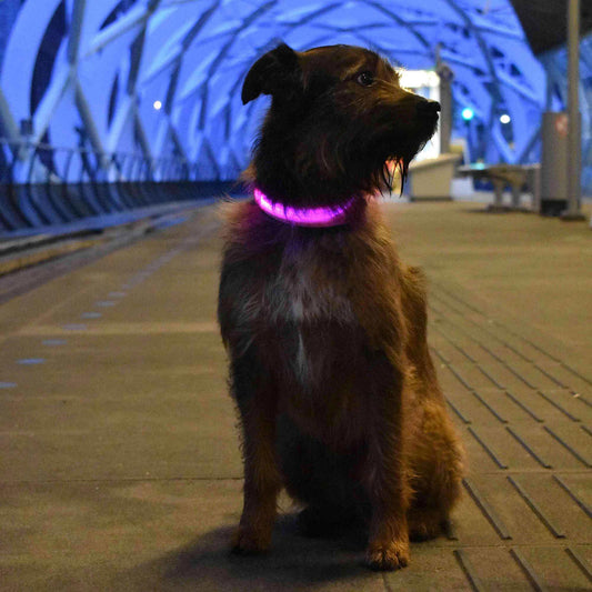 USB Rechargeable LED Dog Collar - View 1
